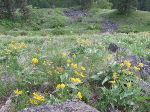 Wildflowers