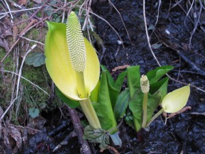 Skunk Cabbage on Whidbey Island, WA Skunk Cabbage on Whidbey Island, WA