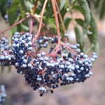 Elderberry Bloom
