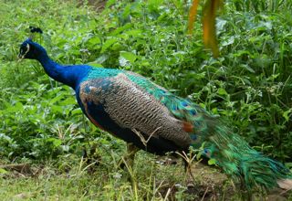 twitter peacock